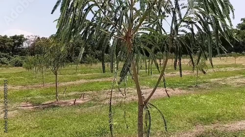 Tilt up shot of a well-maintained and lush Indian Gooseberry (Nelli/Amla) plant growing in an agricultural cultivation.