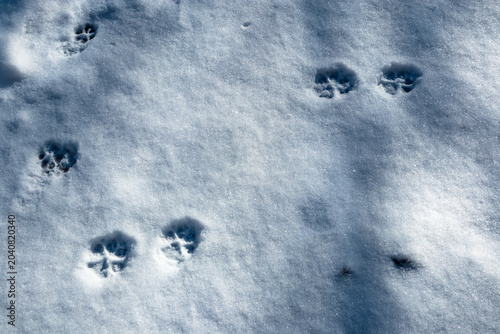 Contrasting cat paw prints on blue snow
