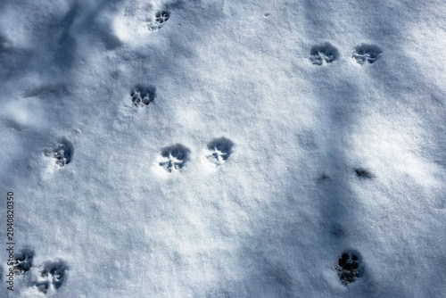 Cat paw prints in blue snow. A winter cat walk