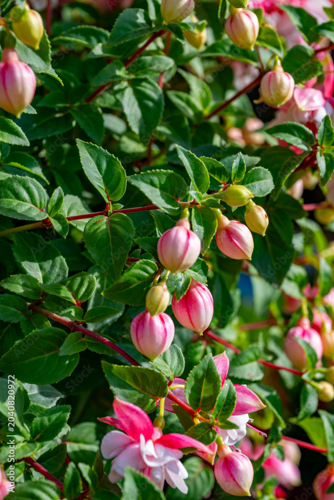 Fototapeta premium Fuchsia is a genus of flowering plants that consists mostly of shrubs or small trees. Almost 110 species of Fuchsia are recognized; the vast majority are native to South America, but a few occur north