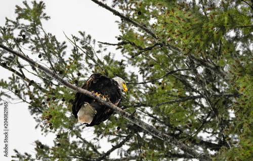 Under A Bald Eagle (Haliaeetus Leucocephalus)