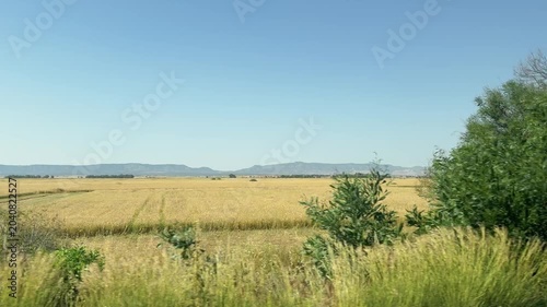 Driving plate panorama of golden agricultural fields and green wild grass with Kyrenia mountain range on background. Scenic countryside road trip in Cyprus.