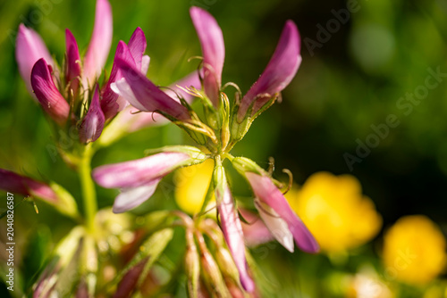 Alpine Clover Trifolium alpinum in mountain meadow, Close up of Alpine Clover (Trifolium alpinum) flowers growing in a natural mountain meadow. Selective focus, vibrant pink blossoms and soft backgrou