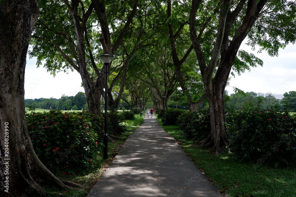 Fototapeta premium Walking Through The Path