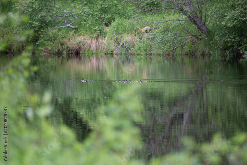Quadro em tela A duck with ducklings swims across the Kapsha River in the Leningrad Region