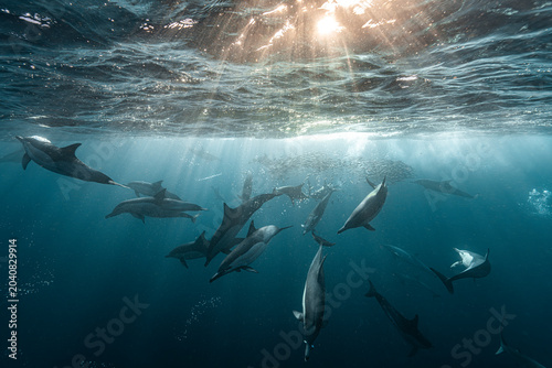 Foto Common dolphins hunting bait ball underwater with sun rays South Africa