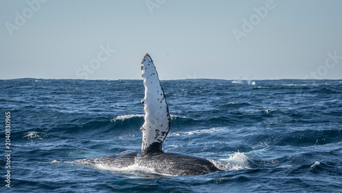 Foto Humpback whale raising pectoral fin at surface during migration South Africa