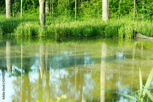 idyllische Auenlandschaft am Alten Rhein mit Spiegelungen am grünen Ufer