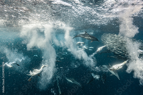 Fotografía Cape gannets and common dolphins hunting around bait ball during sardine run Sou