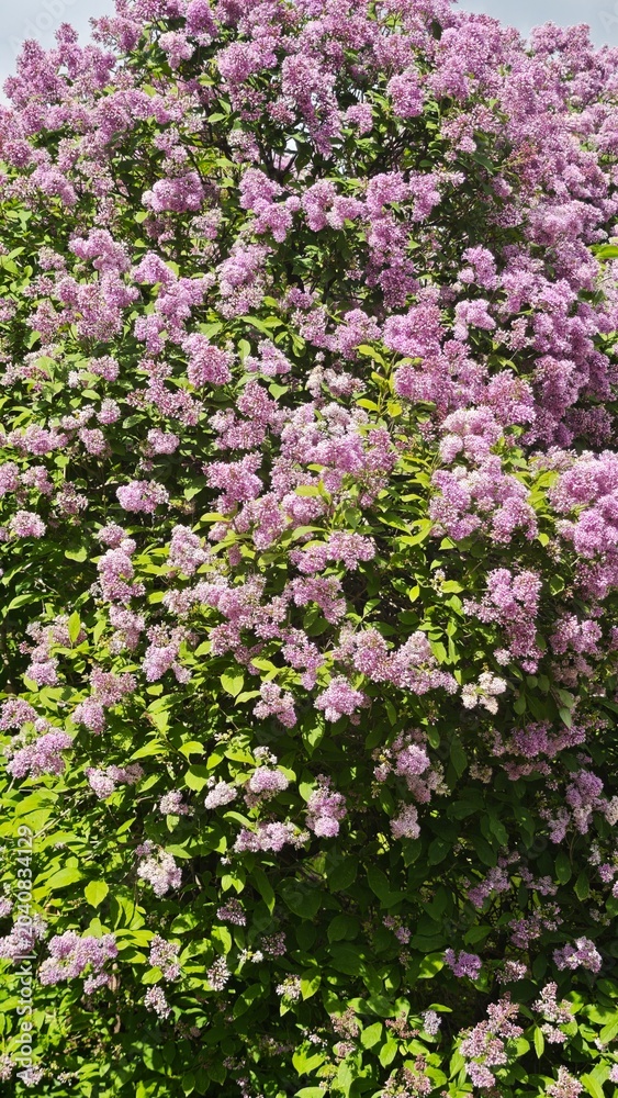Fototapeta premium flowers in the garden