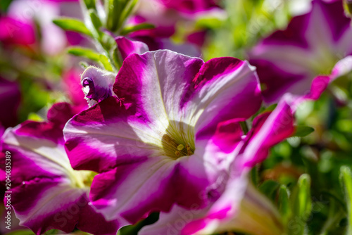 annual, background, beautiful, beauty, bloom, blooming, blossom, botanical, botany, bouquet, bright, closeup, color, colorful, decoration, design, environment, flora, floral, flower, fresh, garden, ga