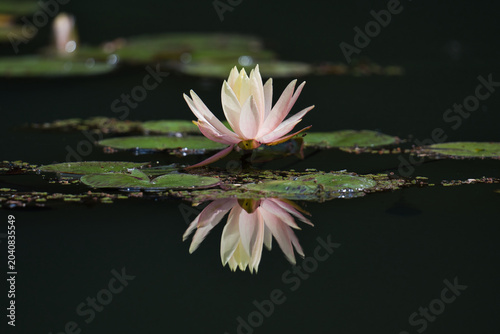 Foto 見ごろを迎えたはすの花