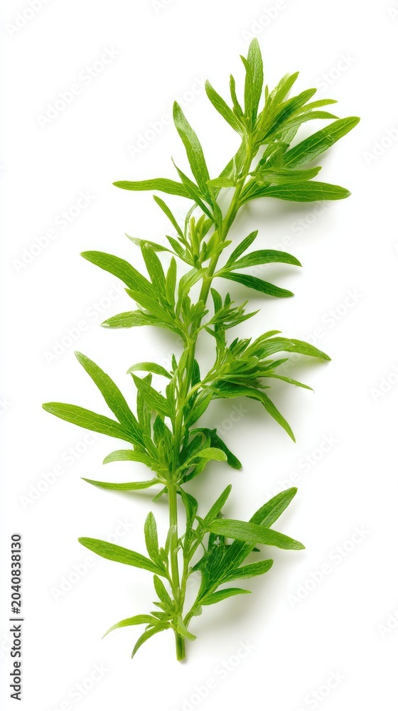 Fototapeta premium photo of wormwood, tarragon, on a white background