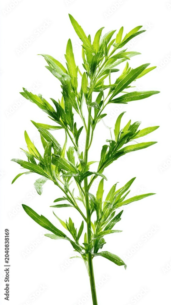 Fototapeta premium photo of wormwood, tarragon, on a white background
