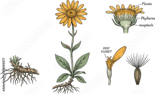 Photos Arnica Montana Mountain Tobacco Botanical Vector Illustration Set Featuring Flow