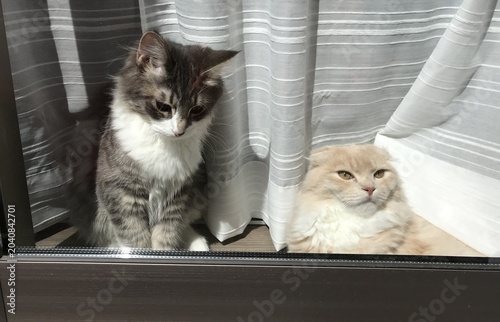 Fotografie Scottish Fold and Norwegian Forest Cat seen through a window indoors