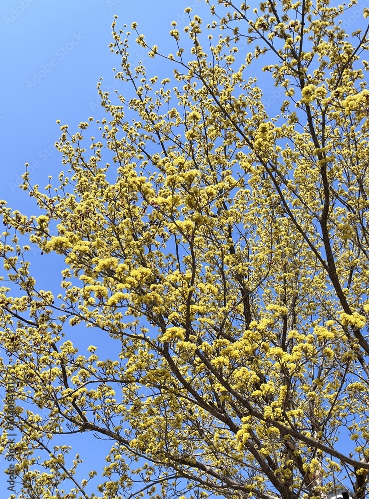 Fototapeta premium Blue sky and Cornelian cherry blossoms