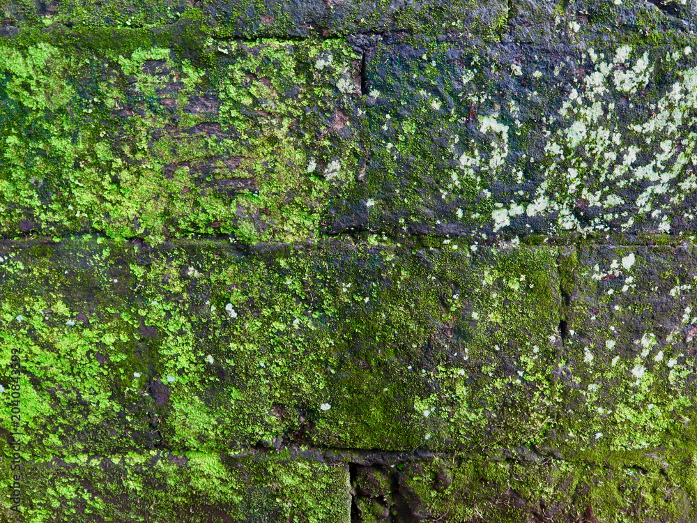 Obraz premium Ancient moss-covered stone wall texture. Vibrant green vegetation and weathered masonry create a natural background with rich organic patterns and historic character.