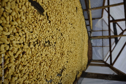 Foto Close-up of fully washed parchment coffee beans drying on a mesh rack inside a greenhouse, ready to be milled into green beans