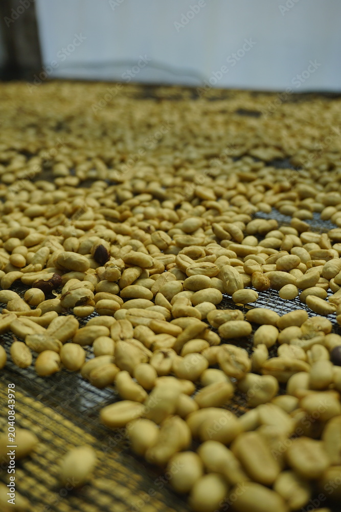 Obraz premium Close-up of fully washed parchment coffee beans drying on a mesh rack inside a greenhouse, ready to be milled into green beans.