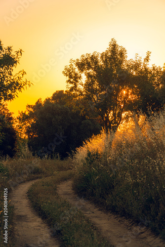 Rural road backlit on a summer afternoon.