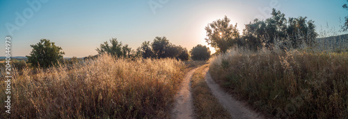Rural road backlit on a summer afternoon.