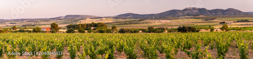 Vineyard field at summer sunset, in Fontanars dels Alforins, Comunidad Valenciana, Spain.
