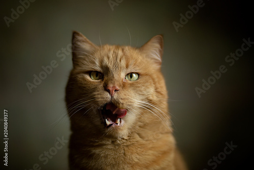 Fotografi Closeup photography of portrait ginger kitten with green eyes