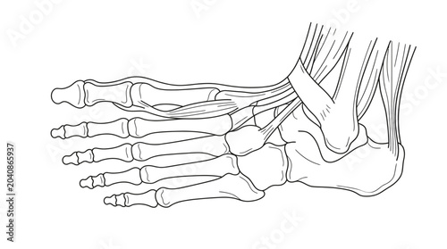 Foto Detailed Anatomical Illustration of the Human Foot Bones and Ligaments