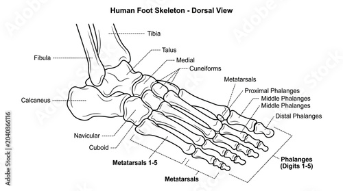 Quadro su tela Detailed Dorsal View of Human Foot Skeleton with Bone Labels.