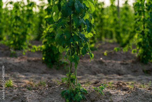 Obraz na płótnie Bavarian Hop field during Spring time in grow phase