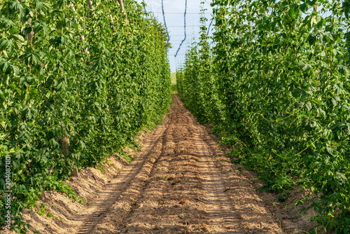 Bavarian Hop field during Spring time in grow phase