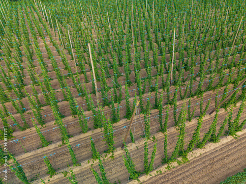 Bavarian Hop field during Spring time in grow phase from top 