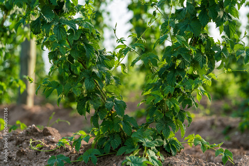 Bavarian Hop field during Spring time in grow phase