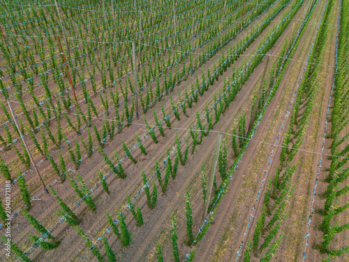 Bavarian Hop field during Spring time in grow phase from top 