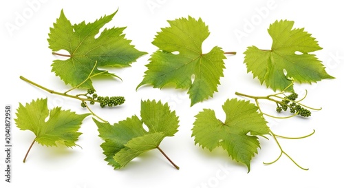 A collection of green grape leaves are arranged on a white background. The leaves exhibit a palmate shape with serrated edges and small buds.
