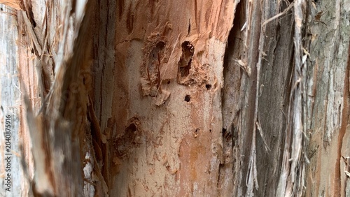 Bild auf Leinwand Tree bark showing irregular holes and exposed inner wood, indicating insect bori
