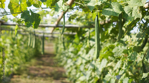 Billede på lærred Cultivation of luffa or oyong plants (Luffa acutangula or Luffa aegyptiaca) by planting them using a trellis or pergola system made of bamboo to support creeping growth and facilitate harvesting