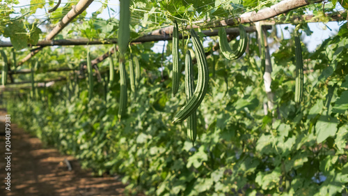 Foto Cultivation of luffa or oyong plants (Luffa acutangula or Luffa aegyptiaca) by planting them using a trellis or pergola system made of bamboo to support creeping growth and facilitate harvesting