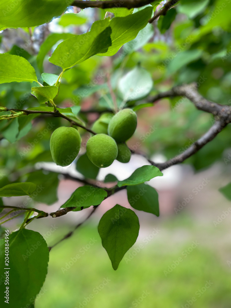 Fototapeta premium Close-up of unripe green apricots growing on branch with fresh leaves in garden orchard