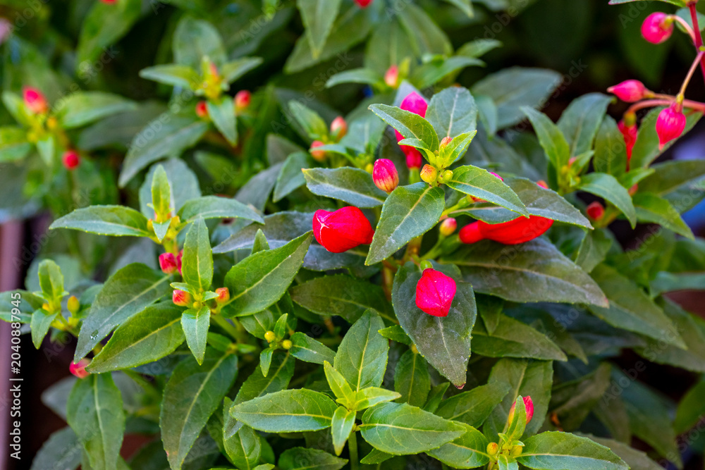 Fototapeta premium Fuchsia is a genus of flowering plants that consists mostly of shrubs or small trees. Almost 110 species of Fuchsia are recognized; the vast majority are native to South America, but a few occur north