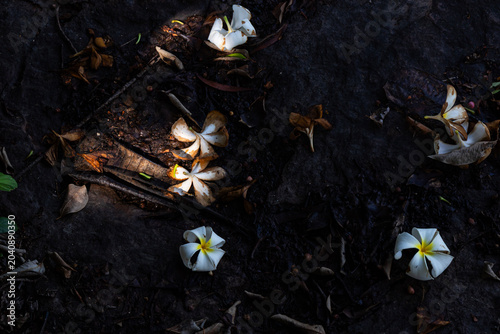 Schilderij op canvas Fallen white plumeria (frangipani) flowers and dry leaves scattered on dark damp ground, highlighting the contrast between life and decay with moody, dramatic lighting