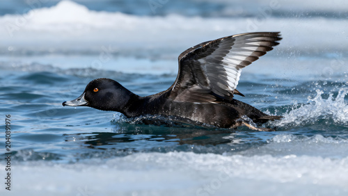 scoter. A black scoter duck dives in icy ocean water with wings partially spread, captured in motion. wildlife magazines, conservation campaigns, designed for wildlife conservation campaigns.