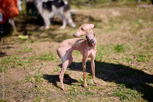 Bilde på lerret An Italian Greyhound stands poised in a sunny garden, showcasing its sleek fur a