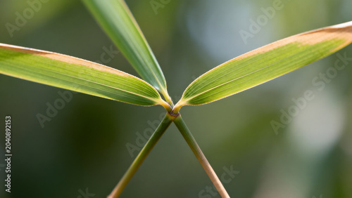 miter. Two slender bamboo leaves crossing at a precise angle. gardening catalogs, home-decor guides, designed for gardening and botanical catalogs, promotes healthy living.