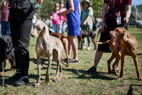Tableau sur toile People gather in a lively park to celebrate their beloved dogs at a dog show