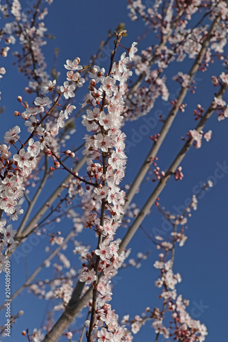 фотографія die zarten Blüten eines Obstbaumes