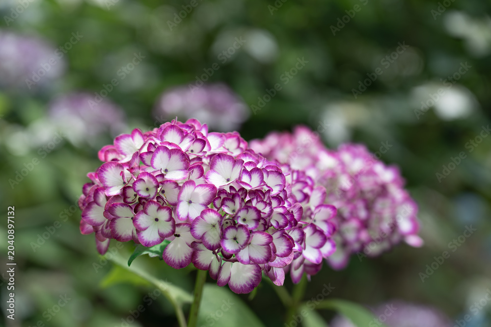 Fototapeta premium Unique Bicolor Purple and White Hydrangea Flowers in Japanese Garden