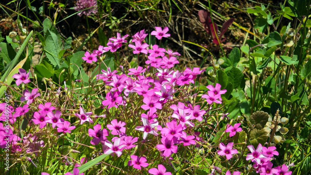 Obraz premium Blooming cluster of pink sorrel wildflowers with trifoliate leaves Oxalis articulata