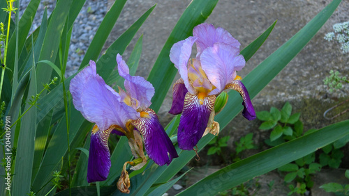 Tableau sur toile Bearded iris Iris germanica blooming with purple standards and deep violet falls